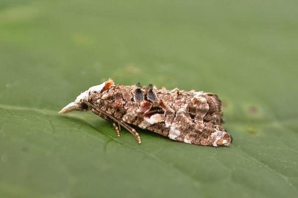 Phtheochroa rugosana, adult. Low Coniscliffe. Copyright Keith Dover. Phtheochroa rugosana, adult. Low Coniscliffe. Copyright Keith Dover.