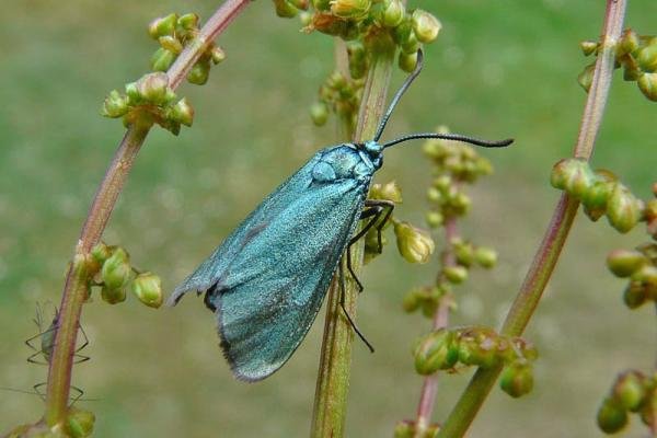 Forester (Adscita statices), adult. Simpasture Junction, 07-06-2011. Copyright Keith Dover. Forester (Adscita statices), adult. Simpasture Junction, 07-06-2011. Copyright Keith Dover.