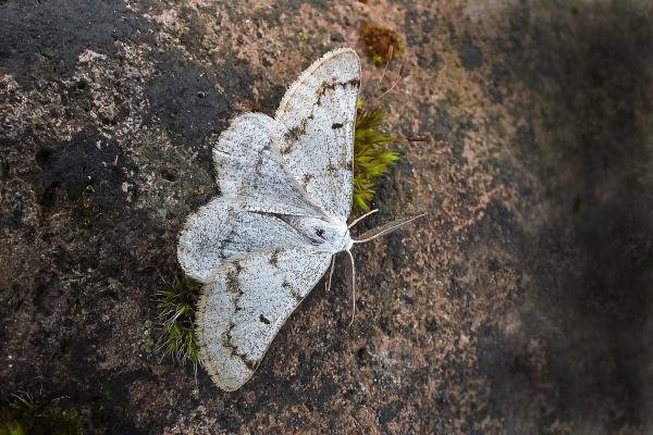 Grey Scalloped Bar (Dyscia fagaria), adult. Chester-le-Street, 06-06-2025. Copyright Keith Dover. Grey Scalloped Bar (Dyscia fagaria), adult. Chester-le-Street, 06-06-2025. Copyright Keith Dover.
