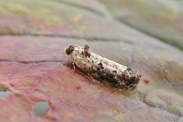 Hedya salicella, adult. Chester-le-Street, 19-07-2019. Copyright Keith Dover. Hedya salicella, adult. Chester-le-Street, 19-07-2019. Copyright Keith Dover.