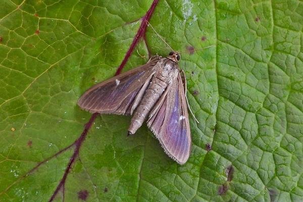 Box-tree Moth (Cydalima perspectalis) melanic, adult. Chester-le-Street, 22-07-2025. Copyright Keith Dover. Box-tree Moth (Cydalima perspectalis) melanic, adult. Chester-le-Street, 22-07-2025. Copyright Keith Dover.