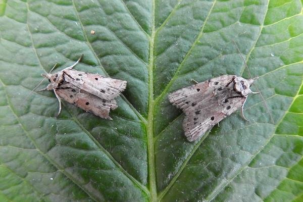 Oak Nycteoline (Nycteola revayana), adult. Chester-le-Street, 31-03-2017. Copyright Keith Dover. Oak Nycteoline (Nycteola revayana), adult. Chester-le-Street, 31-03-2017. Copyright Keith Dover.