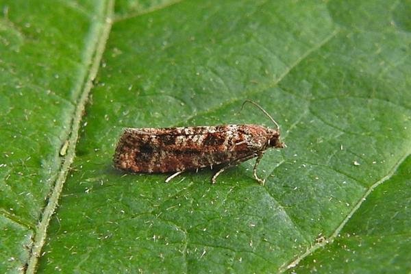 Spotted Shoot Moth (Rhyacionia pinivorana), adult. Chester-le-Street, 18-06-2017. Copyright Keith Dover. Spotted Shoot Moth (Rhyacionia pinivorana), adult. Chester-le-Street, 18-06-2017. Copyright Keith Dover.