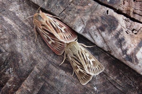 Antler Moth (Cerapteryx graminis), adult. Taken outside Durham, 01-08-2006. Copyright Keith Dover. Antler Moth (Cerapteryx graminis), adult. Taken outside Durham, 01-08-2006. Copyright Keith Dover.