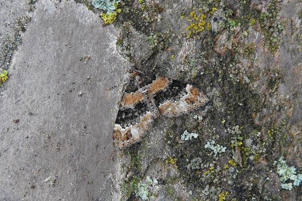 Barred Carpet (Martania taeniata), adult. Comb Bridges, 04-07-2017. Copyright Keith Dover. Barred Carpet (Martania taeniata), adult. Comb Bridges, 04-07-2017. Copyright Keith Dover.