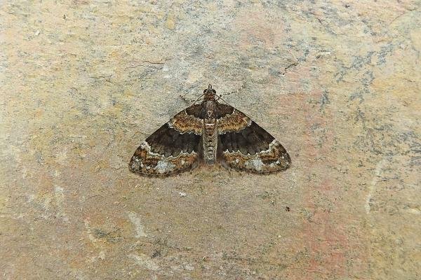 Barred Carpet (Martania taeniata), adult. Comb Bridges, 06-07-2017. Copyright Keith Dover.