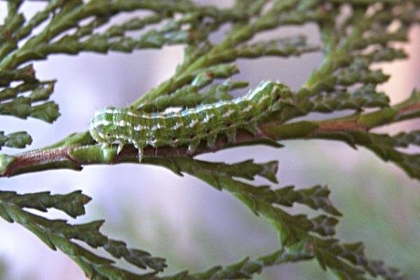 Blair's Shoulder-knot (Lithophane leautieri), larval. Copyright Keith Dover.