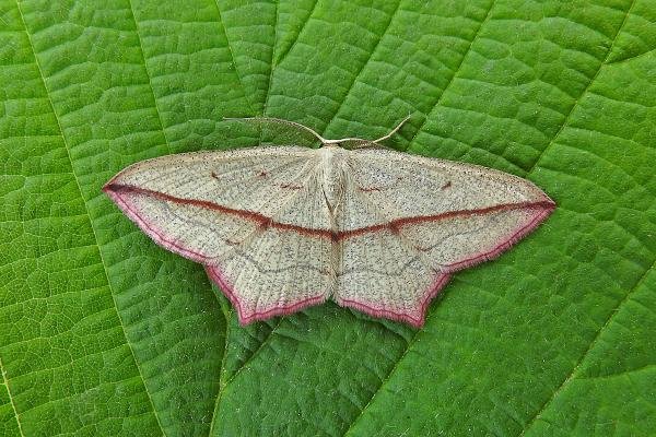 Blood-Vein (Timandra comae), adult. Chester-le-Street, 02-06-2017. Copyright Keith Dover. Blood-Vein (Timandra comae), adult. Chester-le-Street, 02-06-2017. Copyright Keith Dover.