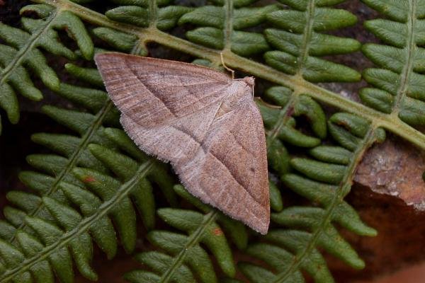 Brown Silver-line (Petrophora chlorosata), adult. Taken outside Durham, 29-07-2004. Copyright Keith Dover. Brown Silver-line (Petrophora chlorosata), adult. Taken outside Durham, 29-07-2004. Copyright Keith Dover.
