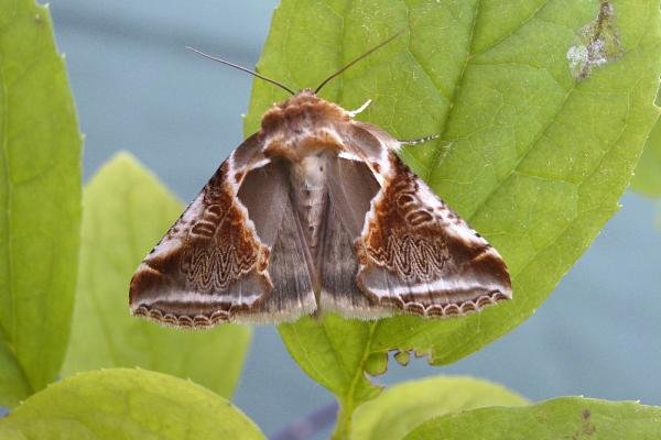 Buff Arches (Habrosyne pyritoides), adult. Chester-le-Street, 28-06-2006. Copyright Keith Dover. Buff Arches (Habrosyne pyritoides), adult. Chester-le-Street, 28-06-2006. Copyright Keith Dover.