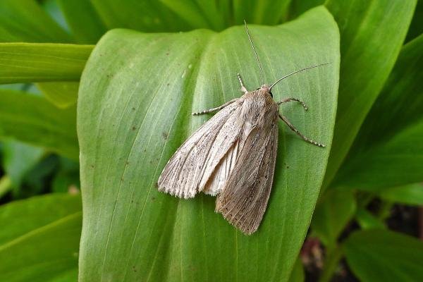 Bulrush Wainscot (Nonagria typhae), adult. Chester-le-Street, 11-09-2020. Copyright Keith Dover. Bulrush Wainscot (Nonagria typhae), adult. Chester-le-Street, 11-09-2020. Copyright Keith Dover.