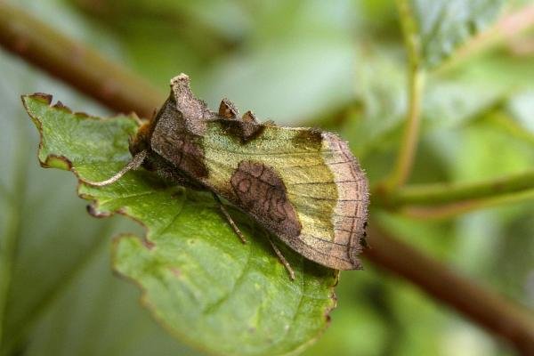 Burnished Brass (Diachrysia chrysitis), adult. Chester-le-Street, 10-07-2005. Copyright Keith Dover. Burnished Brass (Diachrysia chrysitis), adult. Chester-le-Street, 10-07-2005. Copyright Keith Dover.