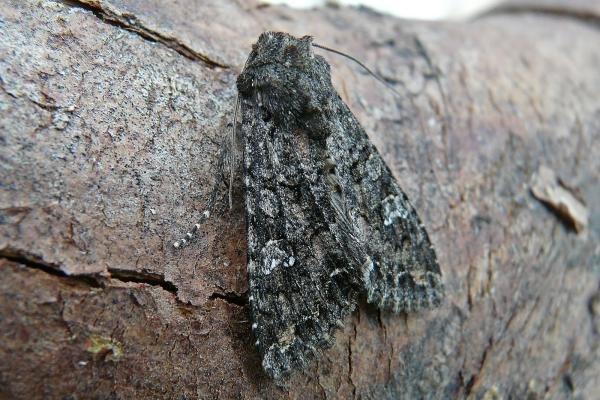 Cabbage Moth (Mamestra brassicae), adult. Chester-le-Street, 04-06-2009. Copyright Keith Dover. Cabbage Moth (Mamestra brassicae), adult. Chester-le-Street, 04-06-2009. Copyright Keith Dover.