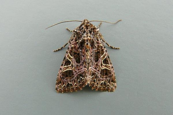 Campion (Sideridis rivularis), adult. Chester-le-Street, 01-09-2014. Copyright Keith Dover. Campion (Sideridis rivularis), adult. Chester-le-Street, 01-09-2014. Copyright Keith Dover.