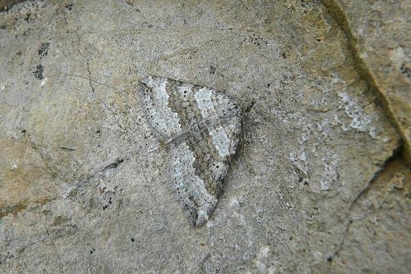 Chalk Carpet (Scotopteryx bipunctaria), adult. Fulwell Quarry, 13-07-2012. Copyright Keith Dover.