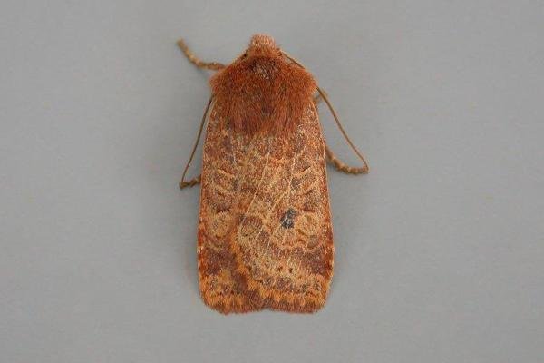 Chestnut (Conistra vaccinii), adult. Chester-le-Street. Copyright Keith Dover. Chestnut (Conistra vaccinii), adult. Chester-le-Street. Copyright Keith Dover.