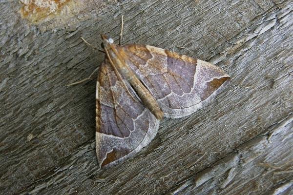 Chevron (Eulithis testata), adult. Taken outside Durham, 17-08-2006. Copyright Keith Dover. Chevron (Eulithis testata), adult. Taken outside Durham, 17-08-2006. Copyright Keith Dover.