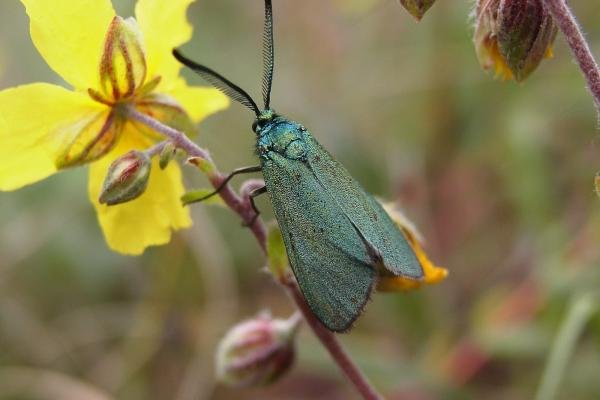 Cistus Forester (Adscita geryon), adult. Blackhall Rocks, 07-07-2006. Copyright Keith Dover.