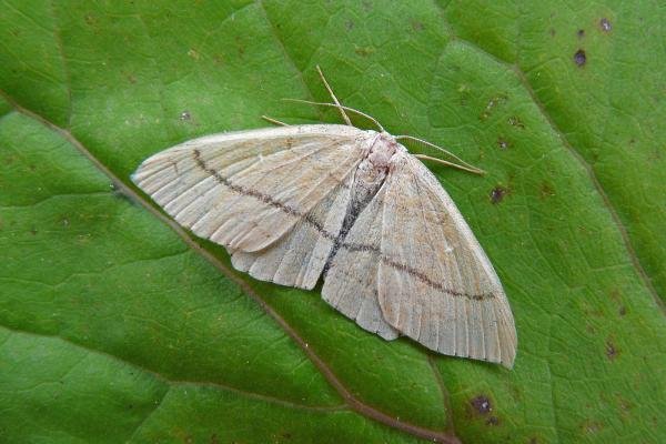 Clay Triple-lines (Cyclophora linearia), adult. Framwellgate Moor, 06-08-2009. Copyright Keith Dover. Clay Triple-lines (Cyclophora linearia), adult. Framwellgate Moor, 06-08-2009. Copyright Keith Dover.