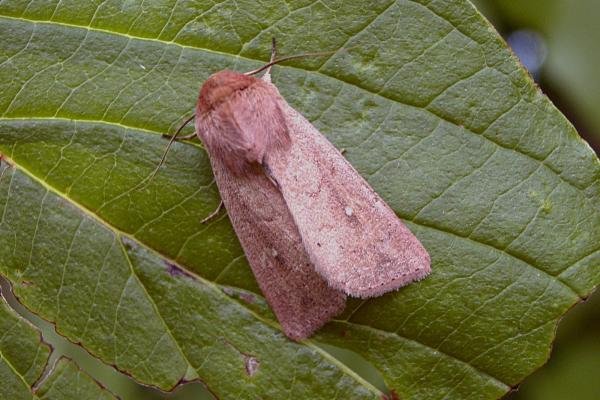 Clay (Mythimna ferrago), adult. Chester-le-Street, 09-07-2005. Copyright Keith Dover. Clay (Mythimna ferrago), adult. Chester-le-Street, 09-07-2005. Copyright Keith Dover.