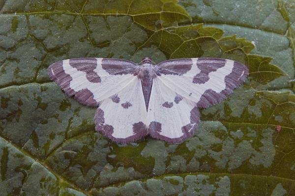 Clouded Border (Lomaspilis marginata), adult. Taken outside Durham, 14-06-2006. Copyright Keith Dover. Clouded Border (Lomaspilis marginata), adult. Taken outside Durham, 14-06-2006. Copyright Keith Dover.