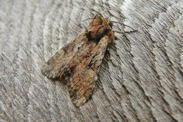 Clouded Brindle (Apamea epomidion), adult. Taken outside Durham, 04-07-2013. Copyright Keith Dover. Clouded Brindle (Apamea epomidion), adult. Taken outside Durham, 04-07-2013. Copyright Keith Dover.