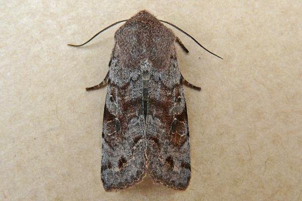 Clouded Drab (Orthosia incerta), adult. Chester-le-Street, 22-03-2009. Copyright Keith Dover. Clouded Drab (Orthosia incerta), adult. Chester-le-Street, 22-03-2009. Copyright Keith Dover.