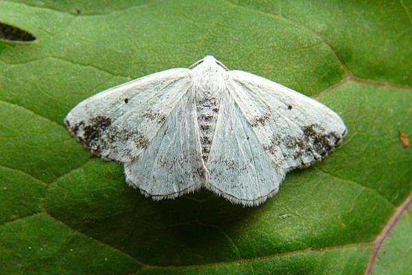 Clouded Silver (Lomographa temerata), adult. Chester-le-Street, 06-06-2008. Copyright Keith Dover. Clouded Silver (Lomographa temerata), adult. Chester-le-Street, 06-06-2008. Copyright Keith Dover.