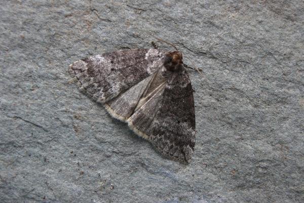 Common Lutestring (Ochropacha duplaris), adult. Taken outside Durham, 10-08-2007. Copyright Keith Dover. Common Lutestring (Ochropacha duplaris), adult. Taken outside Durham, 10-08-2007. Copyright Keith Dover.