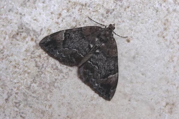 Common Marbled Carpet (Dysstroma truncata), adult. Chester-le-Street, 13-06-2007. Copyright Keith Dover. Common Marbled Carpet (Dysstroma truncata), adult. Chester-le-Street, 13-06-2007. Copyright Keith Dover.