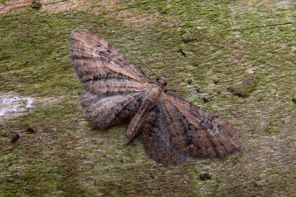 Common Pug (Eupithecia vulgata), adult. Chester-le-Street, 05-06-2006. Copyright Keith Dover. Common Pug (Eupithecia vulgata), adult. Chester-le-Street, 05-06-2006. Copyright Keith Dover.