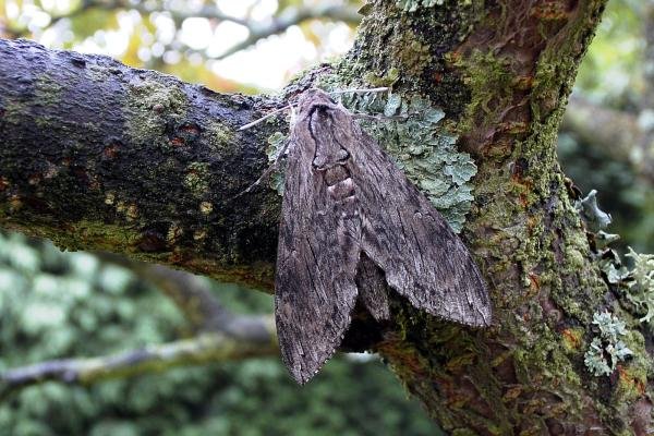 Convolvulus Hawk-moth (Agrius convolvuli), adult. Taken outside Durham, 12-10-2005. Copyright Keith Dover. Convolvulus Hawk-moth (Agrius convolvuli), adult. Taken outside Durham, 12-10-2005. Copyright Keith Dover.