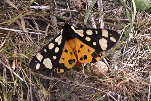 Cream-spot Tiger (Arctia villica), adult. 19-06-2004. Copyright Keith Dover. Cream-spot Tiger (Arctia villica), adult. 19-06-2004. Copyright Keith Dover.