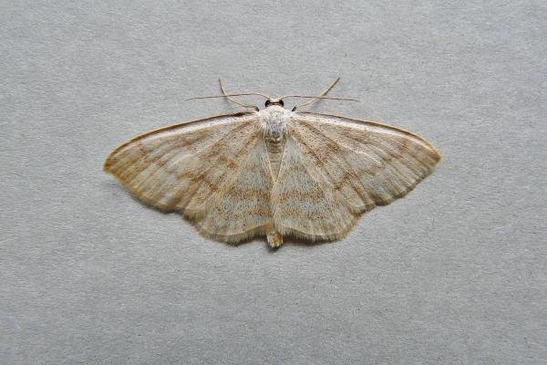 Cream Wave (Scopula floslactata), adult. Comb Bridges, 24-05-2010. Copyright Keith Dover. Cream Wave (Scopula floslactata), adult. Comb Bridges, 24-05-2010. Copyright Keith Dover.