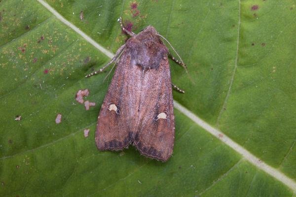 Crescent (Helotropha leucostigma), adult. Taken outside Durham, 18-08-2006. Copyright Keith Dover.