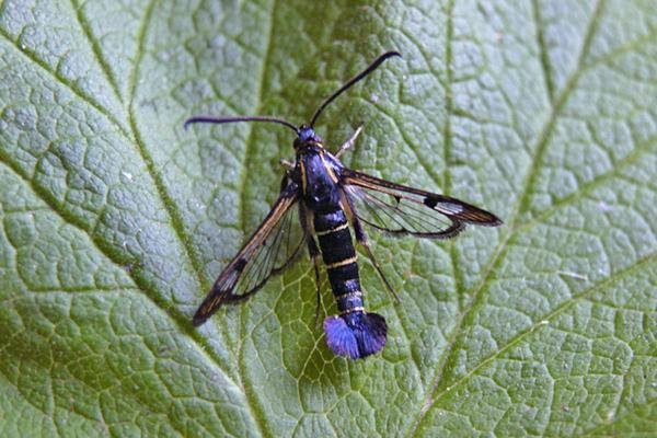 Currant Clearwing (Synanthedon tipuliformis), adult Copyright Keith Dover.