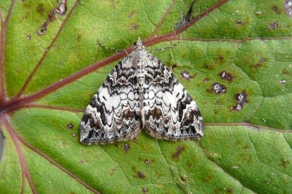 Dark Marbled Carpet (Dysstroma citrata), adult. Taken outside Durham, 05-08-2009. Copyright Keith Dover. Dark Marbled Carpet (Dysstroma citrata), adult. Taken outside Durham, 05-08-2009. Copyright Keith Dover.