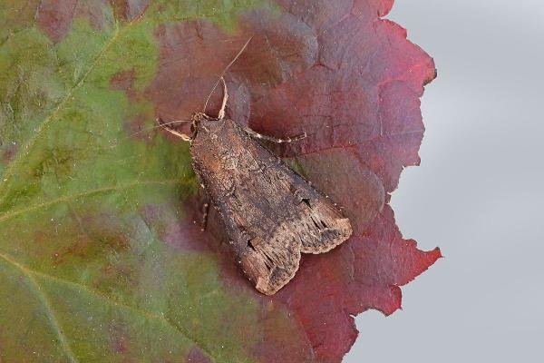 Dark Sword-grass (Agrotis ipsilon), adult. Chester-le-Street, 04-09-2019. Copyright Keith Dover.