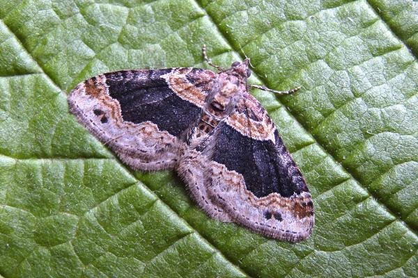 Dark-barred Twin-spot Carpet (Xanthorhoe ferrugata), adult. Taken outside Durham, 04-06-2007. Copyright Keith Dover. Dark-barred Twin-spot Carpet (Xanthorhoe ferrugata), adult. Taken outside Durham, 04-06-2007. Copyright Keith Dover.
