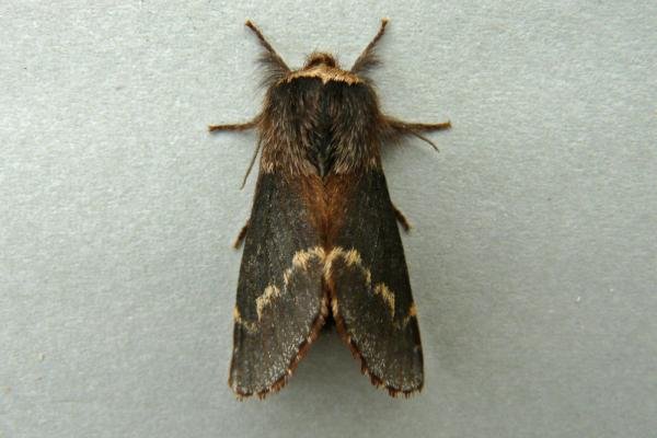 December Moth (Poecilocampa populi), adult. Chester-le-Street, 01-11-2009. Copyright Keith Dover. December Moth (Poecilocampa populi), adult. Chester-le-Street, 01-11-2009. Copyright Keith Dover.
