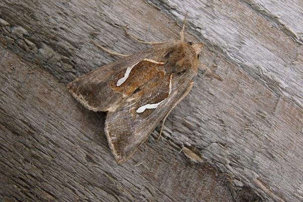 Dewick's Plusia (Macdunnoughia confusa), adult. Taken outside Durham, 14-08-2006. Copyright Keith Dover. Dewick's Plusia (Macdunnoughia confusa), adult. Taken outside Durham, 14-08-2006. Copyright Keith Dover.