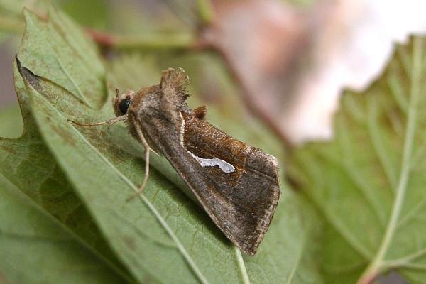 Dewick's Plusia (Macdunnoughia confusa), adult. Taken outside Durham, 14-08-2006. Copyright Keith Dover. Dewick's Plusia (Macdunnoughia confusa), adult. Taken outside Durham, 14-08-2006. Copyright Keith Dover.