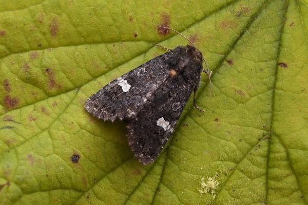 Dot Moth (Melanchra persicariae), adult. Chester-le-Street, 13-07-2007. Copyright Keith Dover. Dot Moth (Melanchra persicariae), adult. Chester-le-Street, 13-07-2007. Copyright Keith Dover.