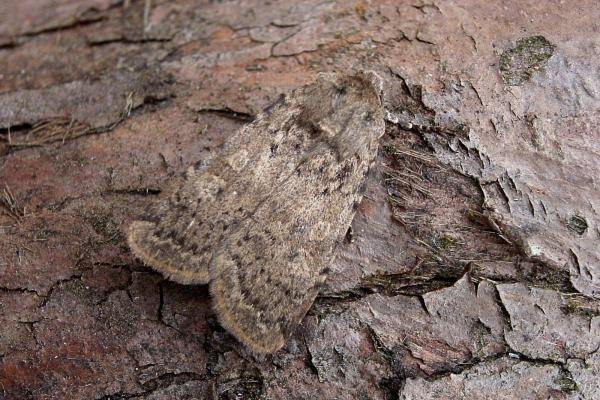 Dotted Rustic (Rhyacia simulans), adult. Chester-le-Street, 20-07-2007. Copyright Keith Dover. Dotted Rustic (Rhyacia simulans), adult. Chester-le-Street, 20-07-2007. Copyright Keith Dover.