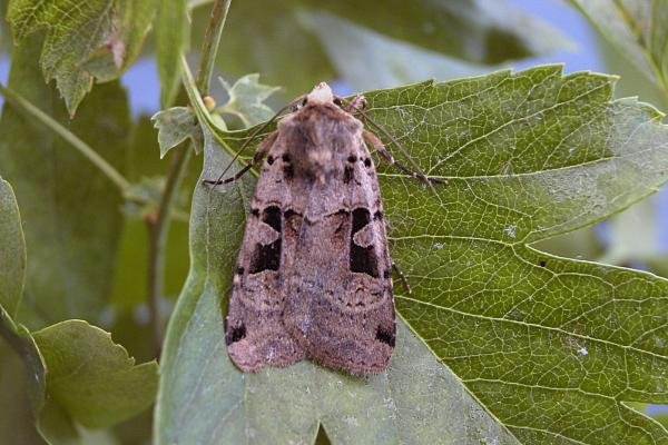 Double Square-spot (Xestia triangulum), adult. Taken outside Durham, 19-06-2006. Copyright Keith Dover. Double Square-spot (Xestia triangulum), adult. Taken outside Durham, 19-06-2006. Copyright Keith Dover.