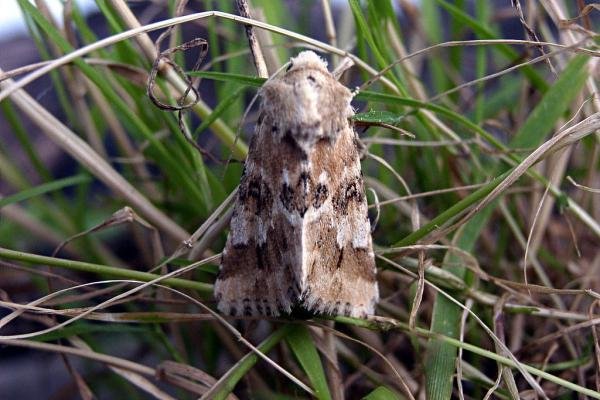 Dusky Sallow (Eremobia ochroleuca), adult. Chester-le-Street, 02-08-2004. Copyright Keith Dover. Dusky Sallow (Eremobia ochroleuca), adult. Chester-le-Street, 02-08-2004. Copyright Keith Dover.