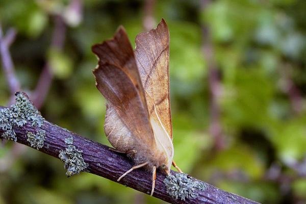Dusky Thorn (Ennomos fuscantaria), adult. Chester-le-Street, 11-09-2006. Copyright Keith Dover. Dusky Thorn (Ennomos fuscantaria), adult. Chester-le-Street, 11-09-2006. Copyright Keith Dover.