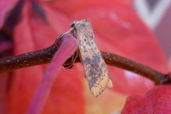 Dusky-lemon Sallow (Cirrhia gilvago), adult. Chester-le-Street, 17-10-2007. Copyright Keith Dover. Dusky-lemon Sallow (Cirrhia gilvago), adult. Chester-le-Street, 17-10-2007. Copyright Keith Dover.