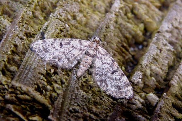 Dwarf Pug (Eupithecia tantillaria), adult. Taken outside Durham, 04-06-2007. Copyright Keith Dover. Dwarf Pug (Eupithecia tantillaria), adult. Taken outside Durham, 04-06-2007. Copyright Keith Dover.