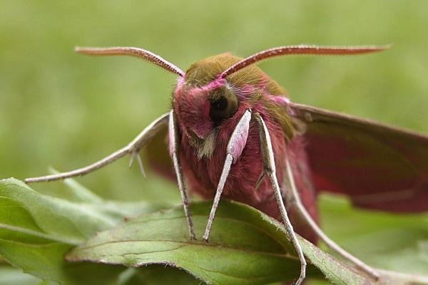 Elephant Hawk-moth (Deilephila elpenor), adult. Taken outside Durham, 16-06-2006. Copyright Keith Dover. Elephant Hawk-moth (Deilephila elpenor), adult. Taken outside Durham, 16-06-2006. Copyright Keith Dover.